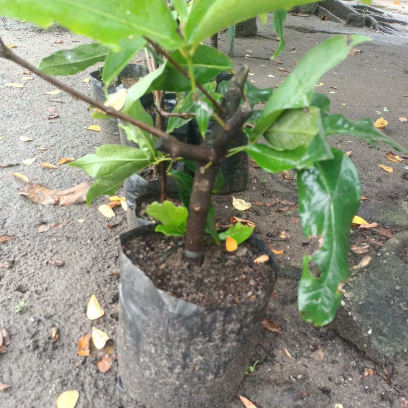 bibit jambu air citra (cangkok)