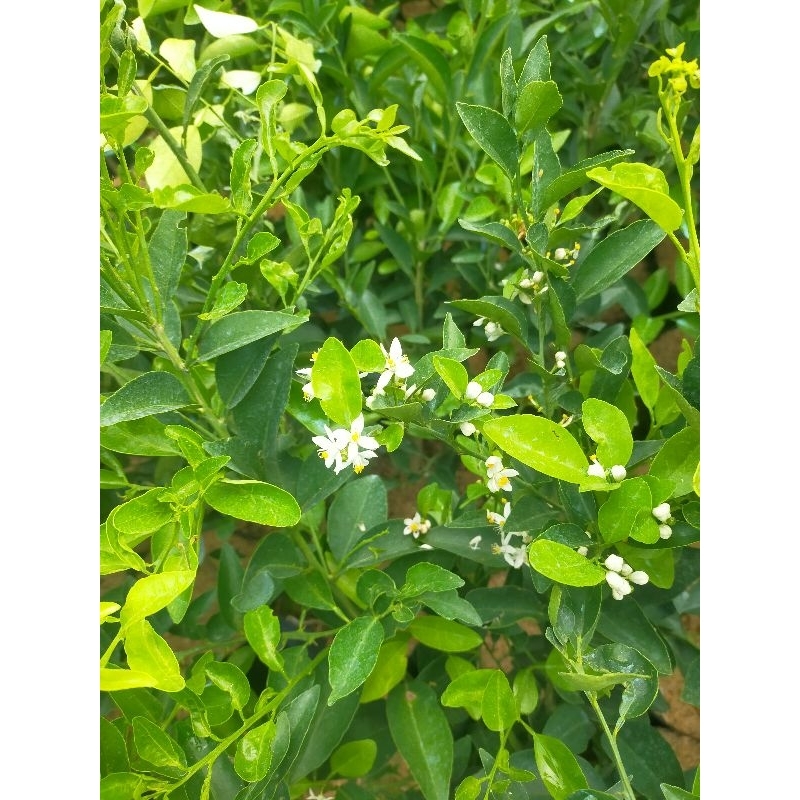 tanaman Jeruk limau ( jeruk sambal )