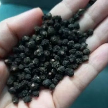 

Buah Angkung kering obat stroke darah tinggi 100biji + bonus 10