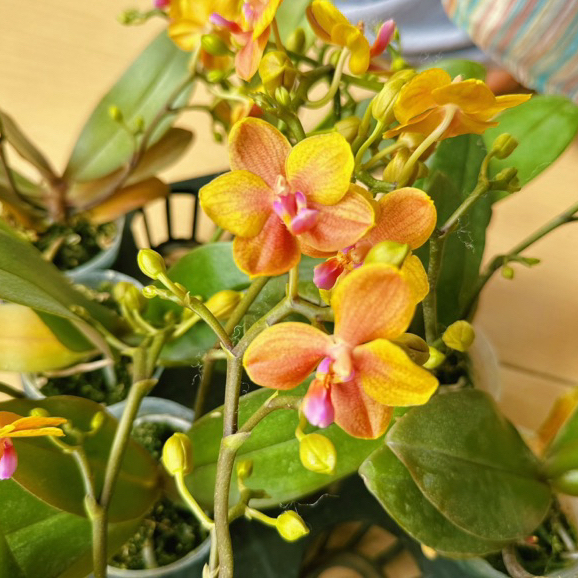 Anggrek Bulan Mini -Phal Younghome Little Sakura Yellow