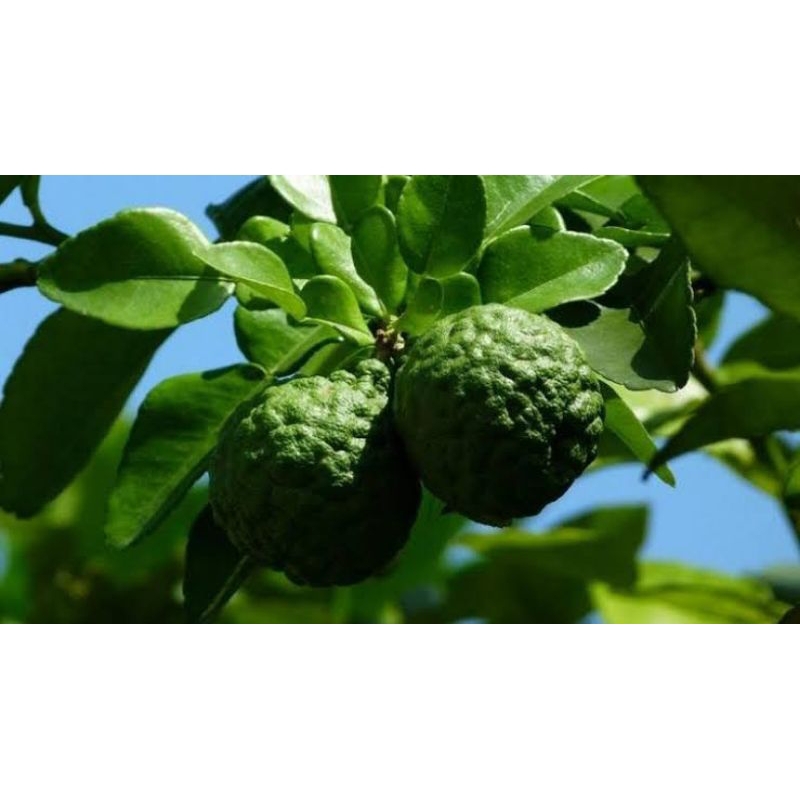 

Daun jeruk limau purut/daun rempah/rempah masakan/masakan segar/rempah segar/daun limau purut segar