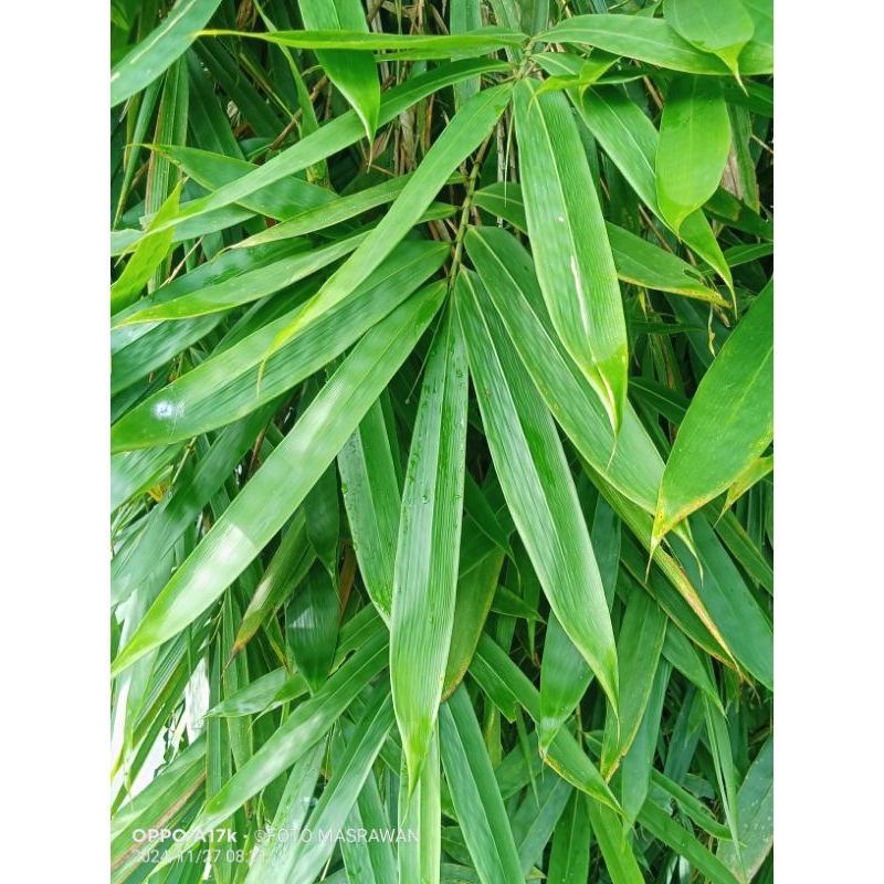 

Daun Bambu Segar 1 Lembar