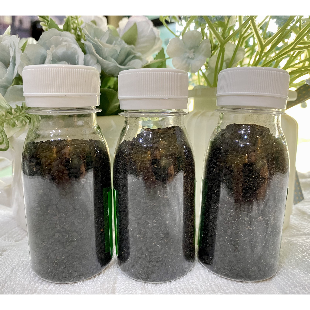 

Jintan Hitam Asli Arab Habbatussauda 50 Gram/Botol