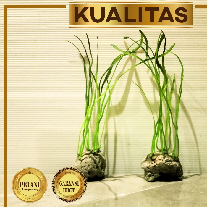 Tanaman Plastik Spiralis Hiasan Aquarium Aquascape Ikan Hias Air Tawar