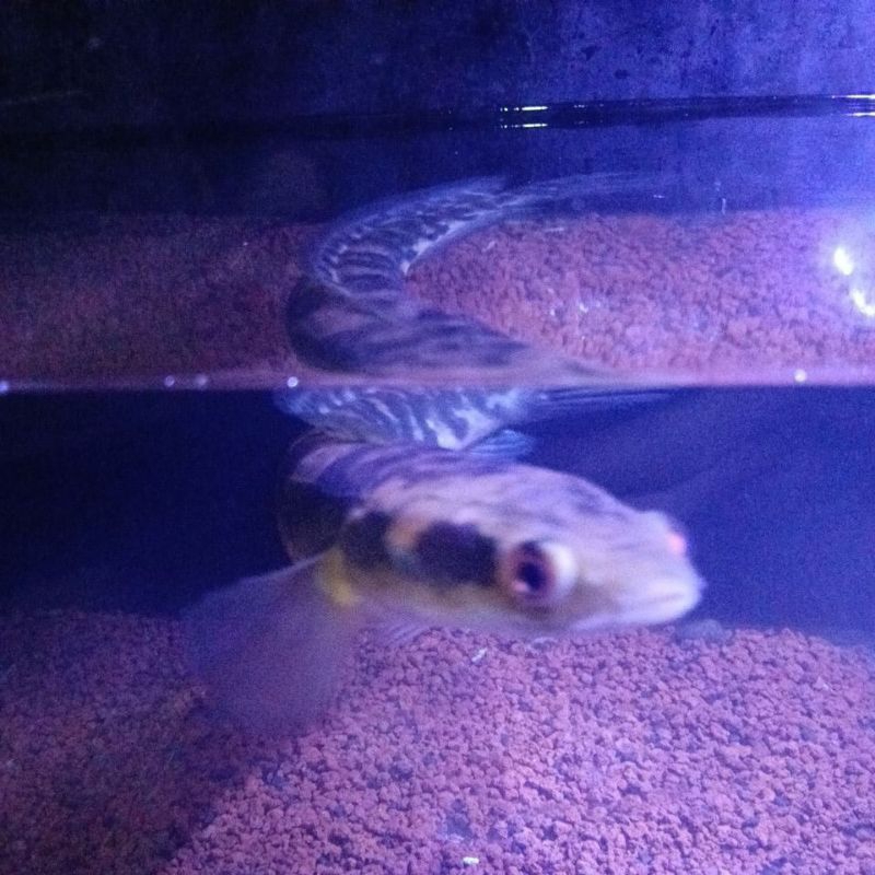 IKAN CHANA MARU BATIK