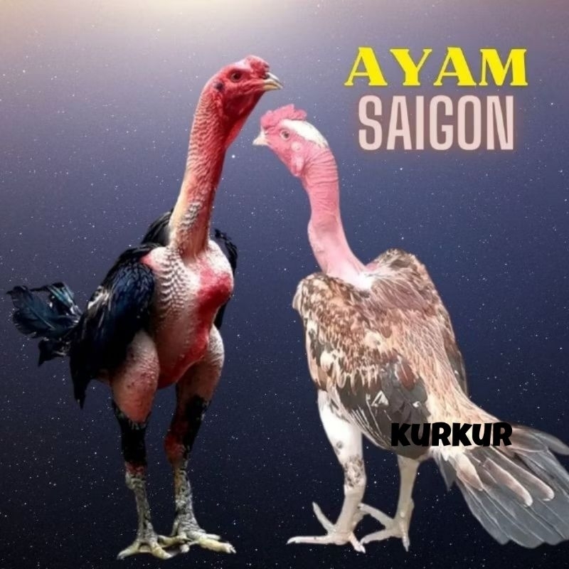 

telur ayam saigon original petarung bisa untuk di tetaskan