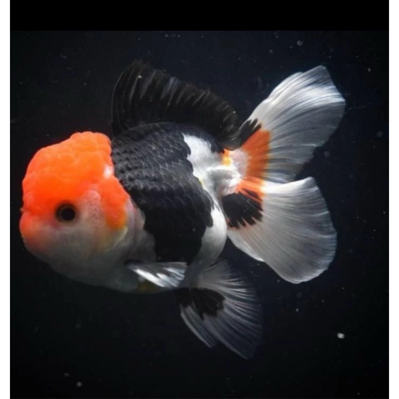 KOKI ORANDA TC GRADE A