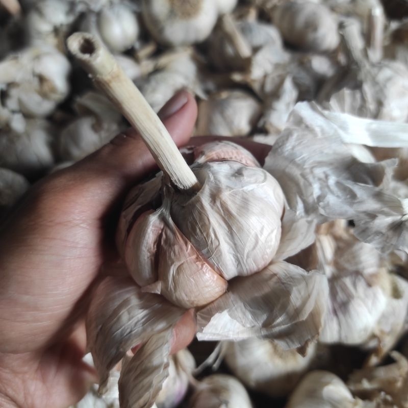

bawang putih 5 kg belum bersih