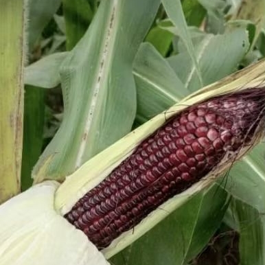 

jagung ketan/ jagung pulut ungu per kg