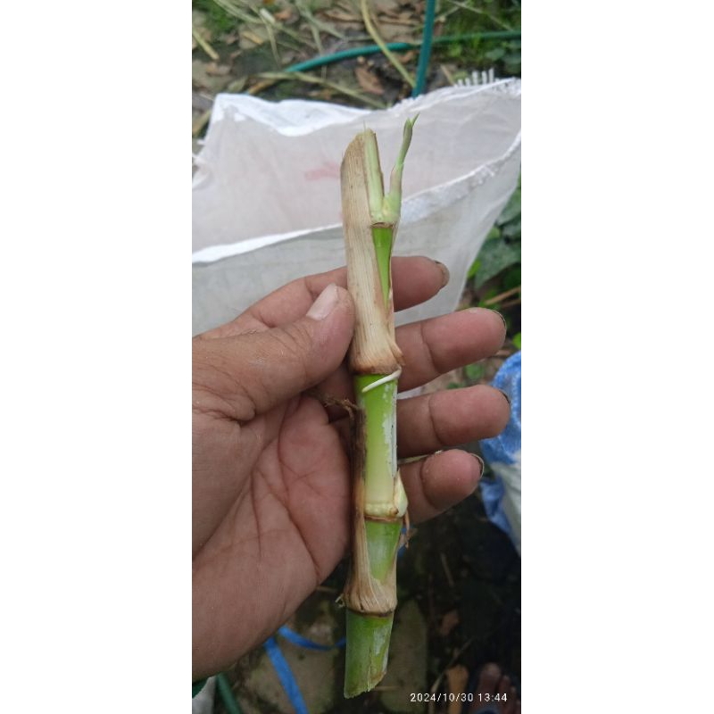 Bibit bb Biogen Biovitas 11 kg