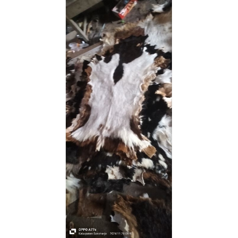 kulit bulu kambing olahan