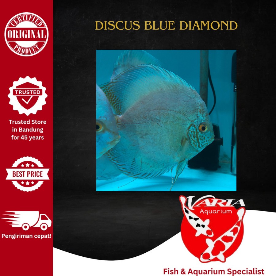 Ikan Hias Discus Blue Diamond Ikan Hias Aquarium Diskus Blue Diamond Besar