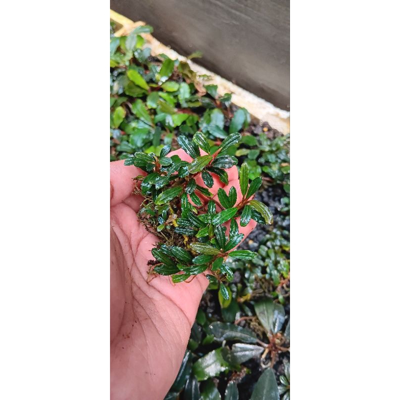 bucephalandra mini phantom per cup