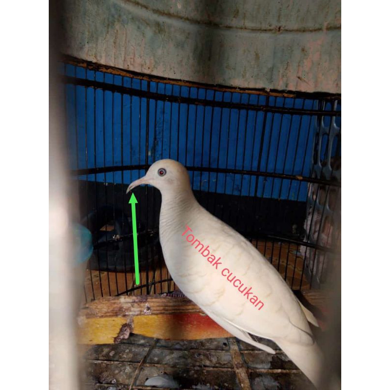 Burung perkutut putih mata merah katuranggan Tumbak cucukan