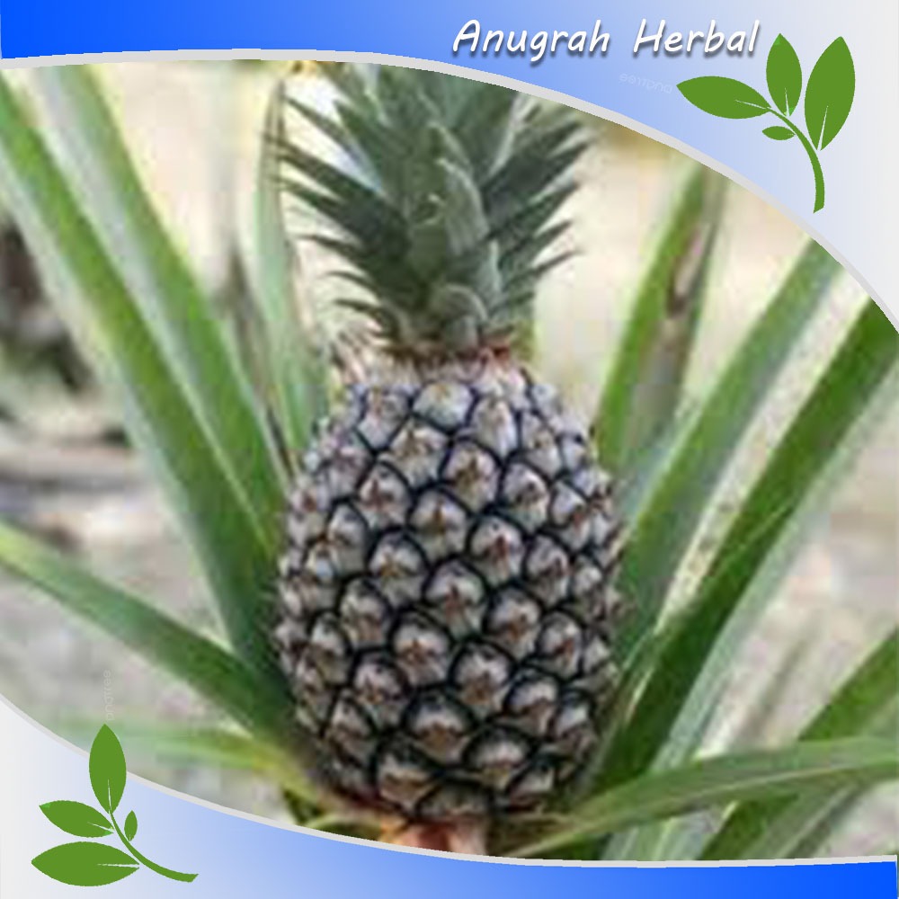 

buah nanas muda segar/pelancar haid/1 pcs