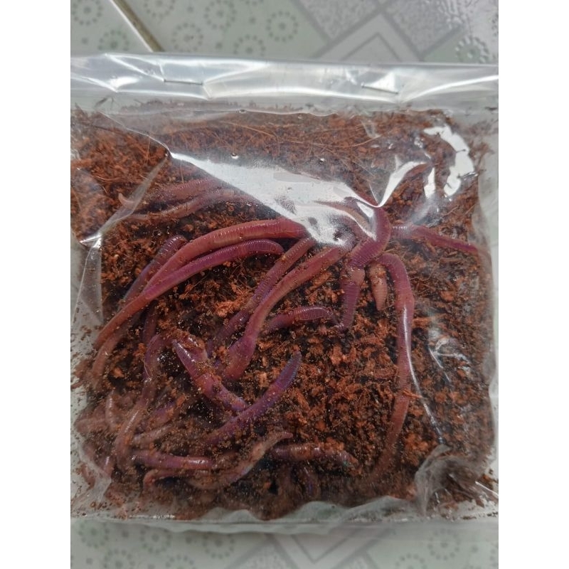 cacing tanah cacing merah ANC 250 g ( umpan mancing )