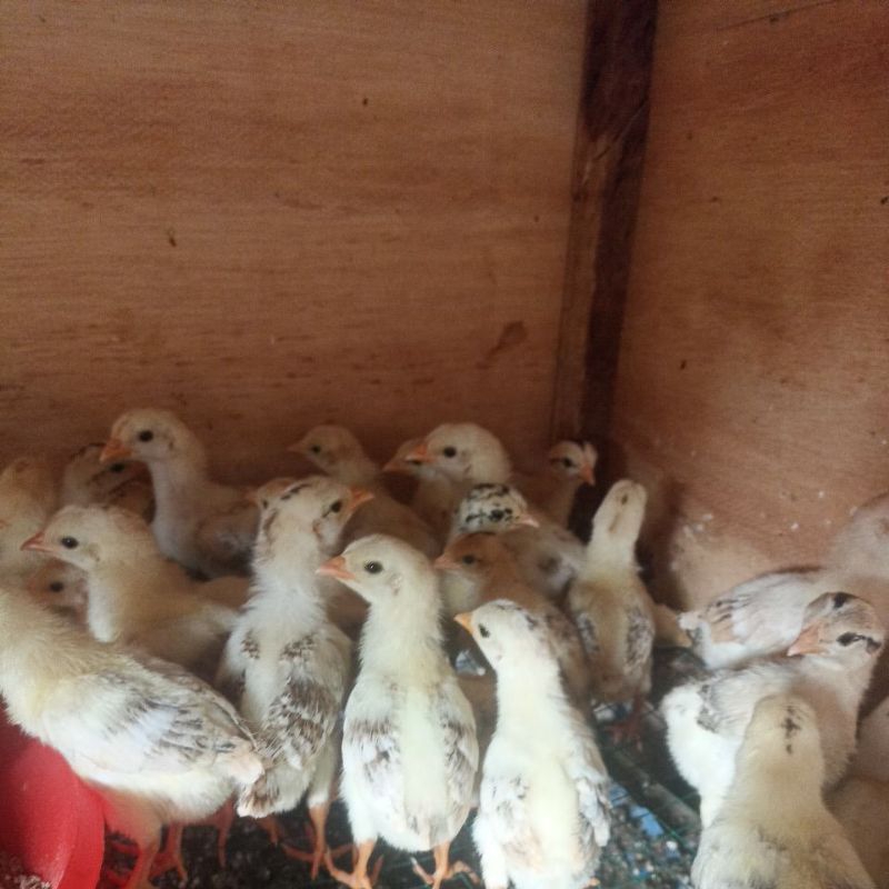 10 ekor bibit anak ayam elba kampung petelur super umur 14 hari