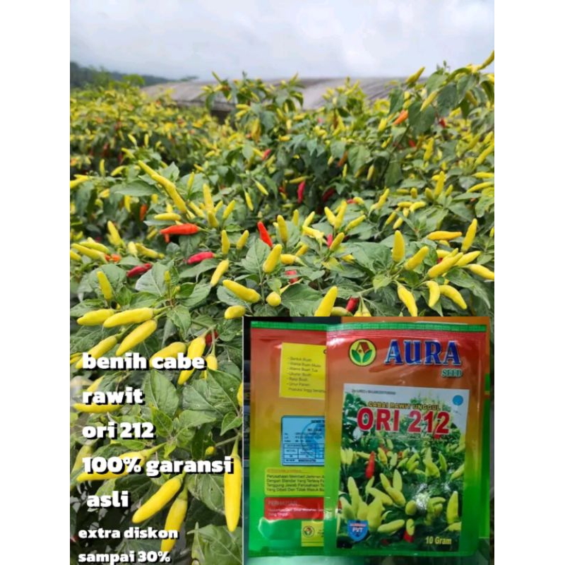 Benih cabe rawit ORI 212 original.