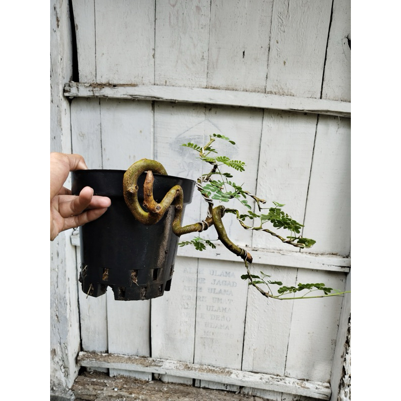 Bonsai brazilian rain tree