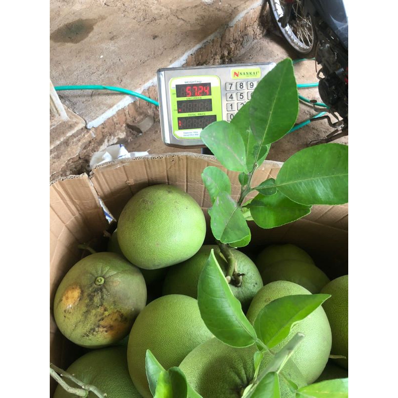 

jeruk pamelo madu berat 10kg