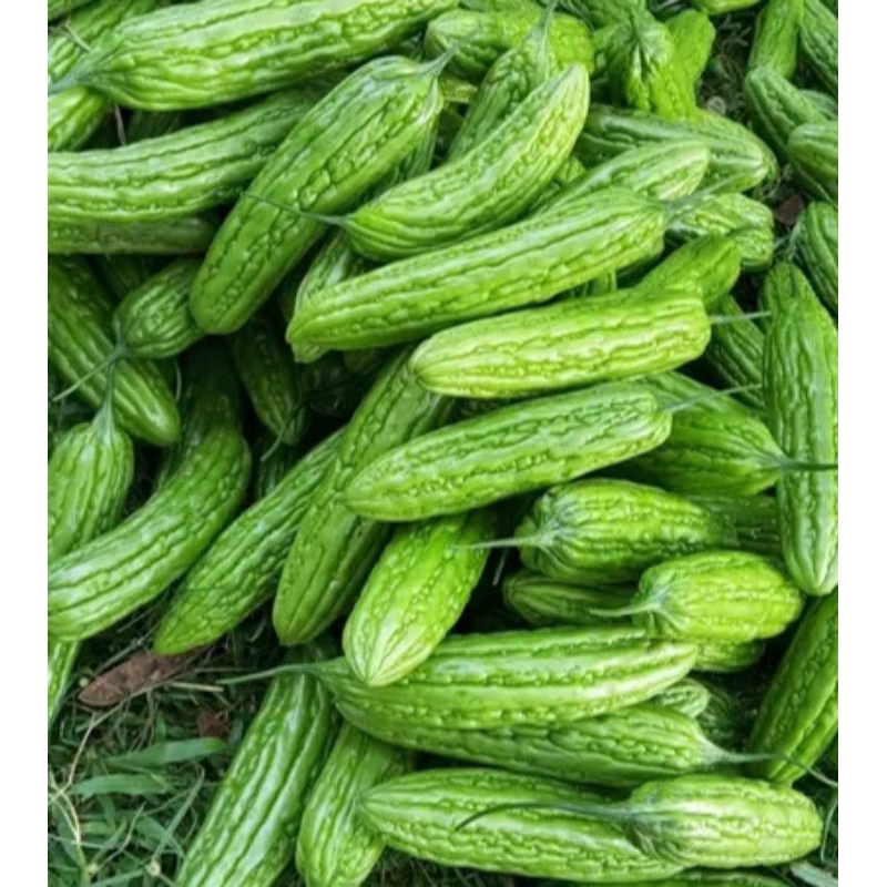 

PARE SEGAR LANGSUNG PETIK 1 KG