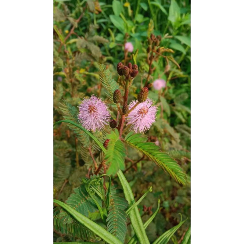 

daun putri malu segar per 100gr termurah