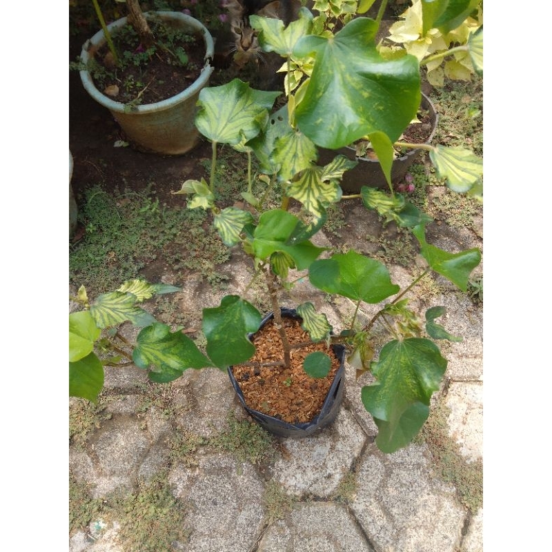 bibit waru wayang cangkok