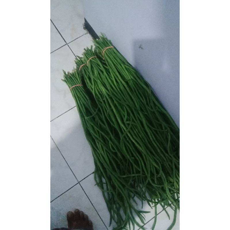 

bibit kacang panjang pertiwi