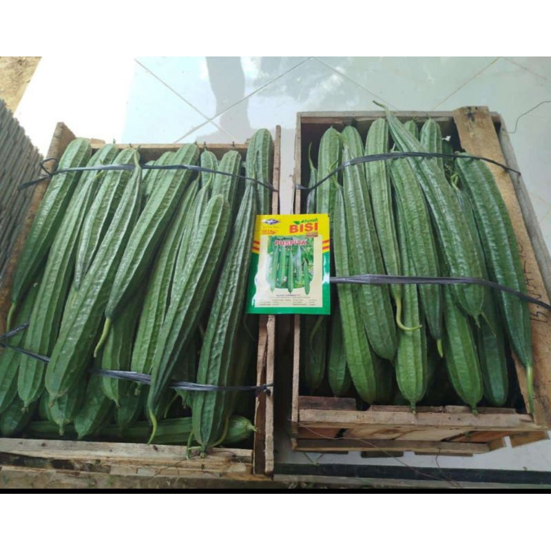 

Benih Gambas Oyong F1 PUSPITA Tahan Virus