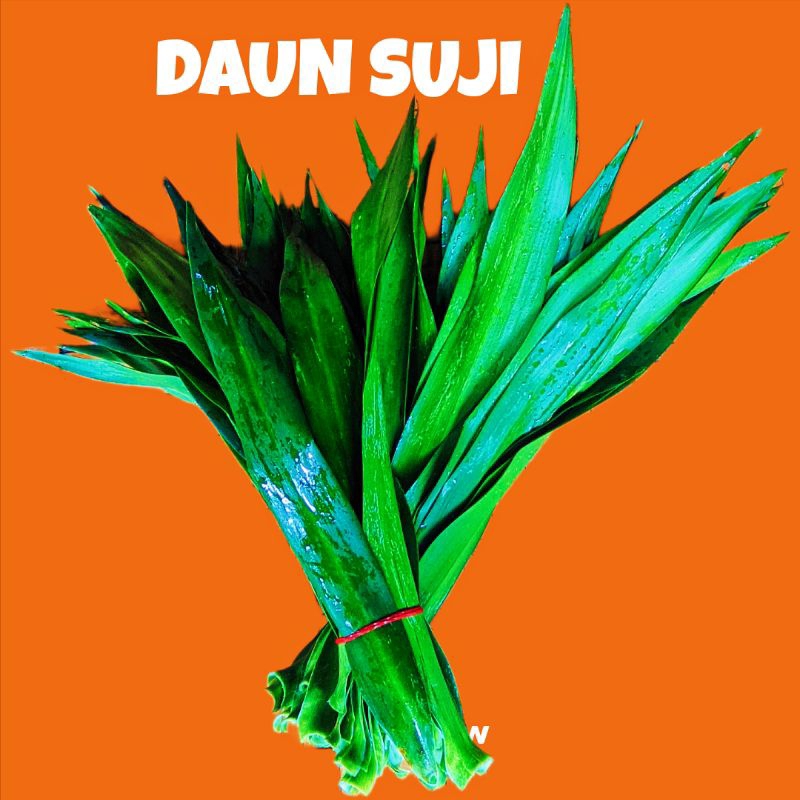 

Daun Suji Daun Hijau Daun Herbal Daun Pandan Daun Rempah Tradisional Daun Jamu Berkhasiat