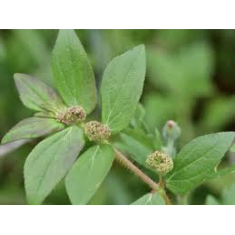 

daun patikan kebo segar