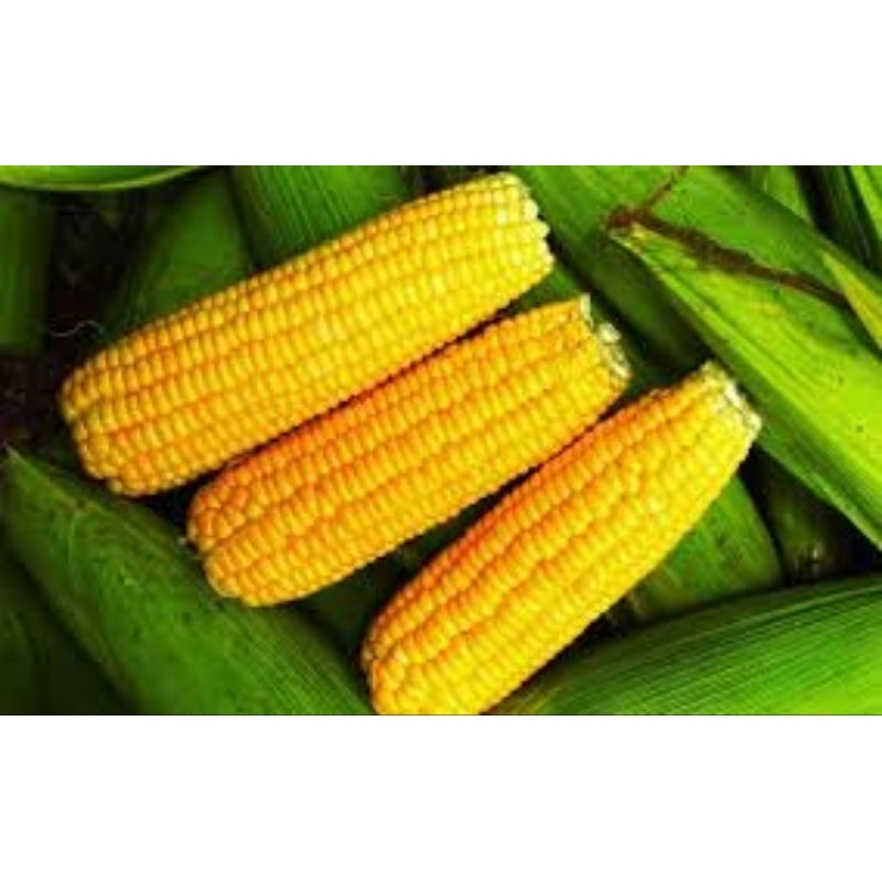 

Jagung manis hasil kebun mamah