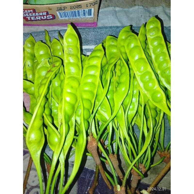 

pete ndeso wonogiri (Pendek)