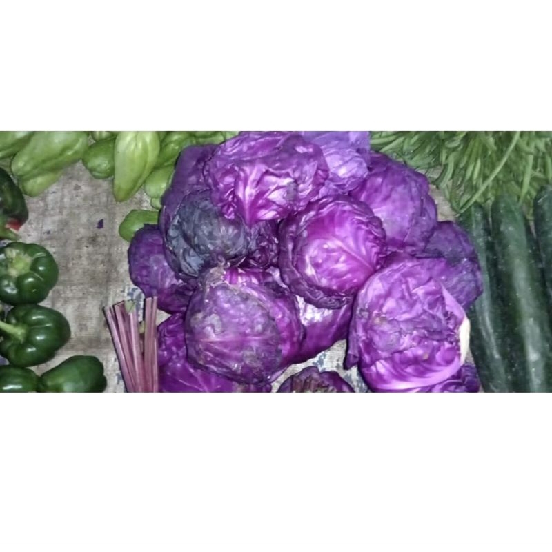 

kol ungu 1 pcs (700gram - 900 gram)