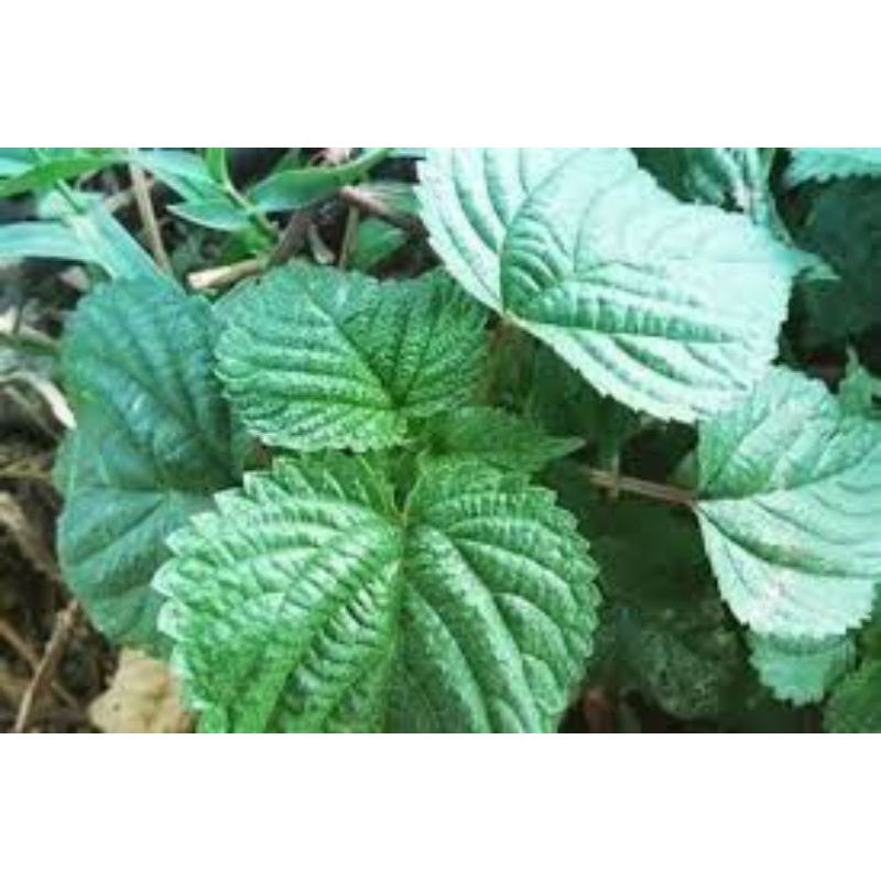 

daun pulus ayam segar 400grm