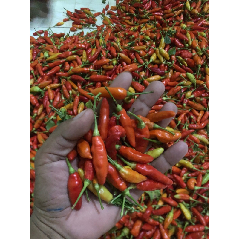 Cabai Rawit Merah Ori 1 kilo