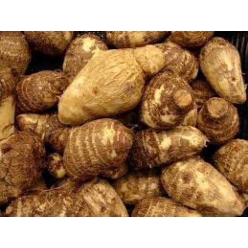 

umbi talas bagus jumbo 2 kg