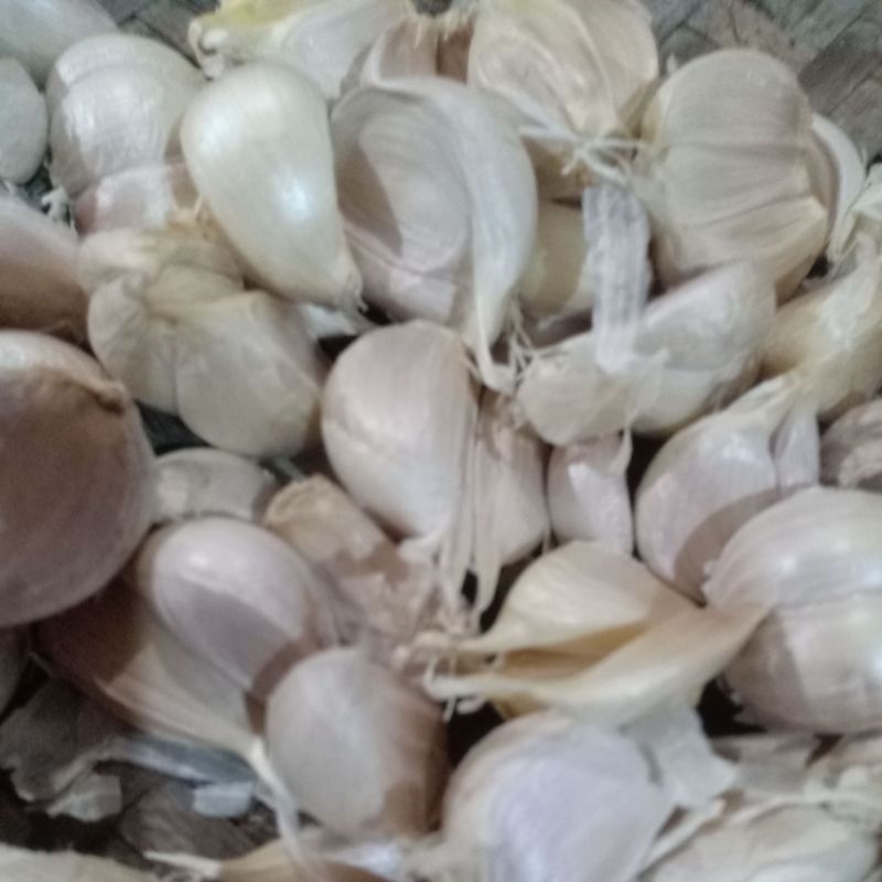 

BAWANG KATING