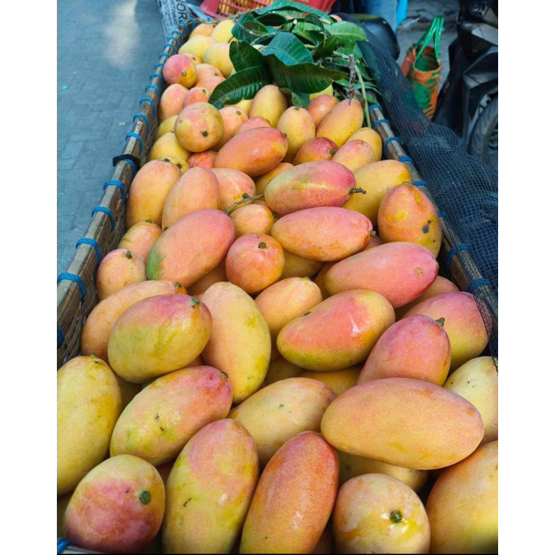 

Mangga Podang Gunung Suluhan Masak Pohon Berat 1 Kg