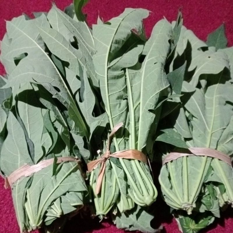 

daun pepaya seger berat 1 kg 3 ikat