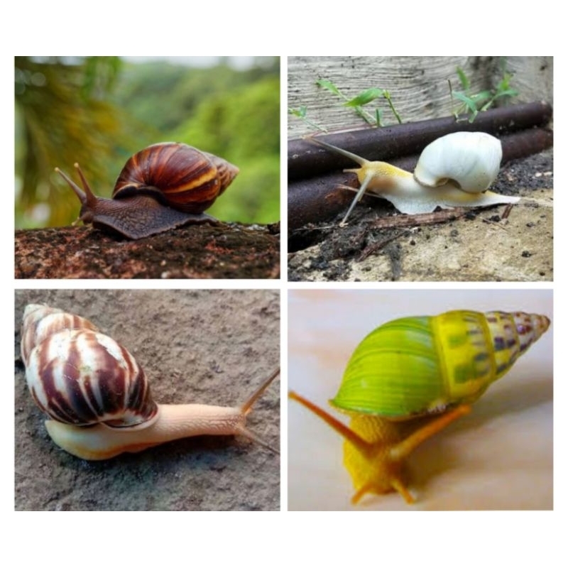 BERBAGAI MACAM VARIAN WARNA DAN JENIS BEKICOT / BEKICOT PUTIH / BEKICOT HIJAU / BEKICOT LORENG / BEK