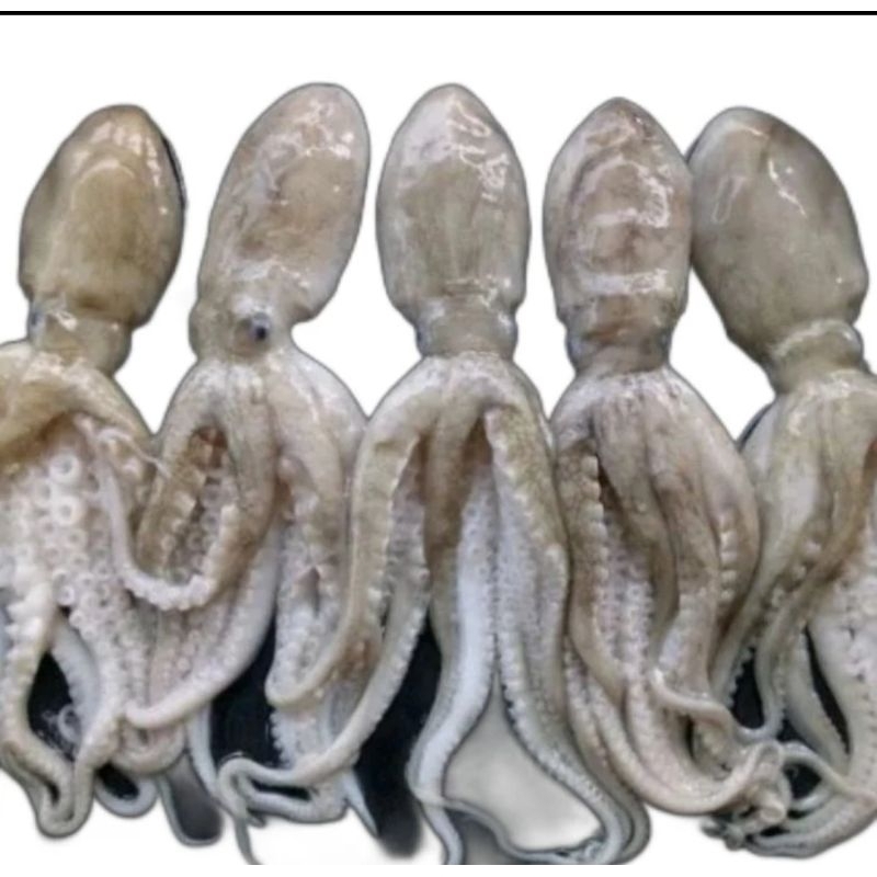 Gurita  / Octopus Segar