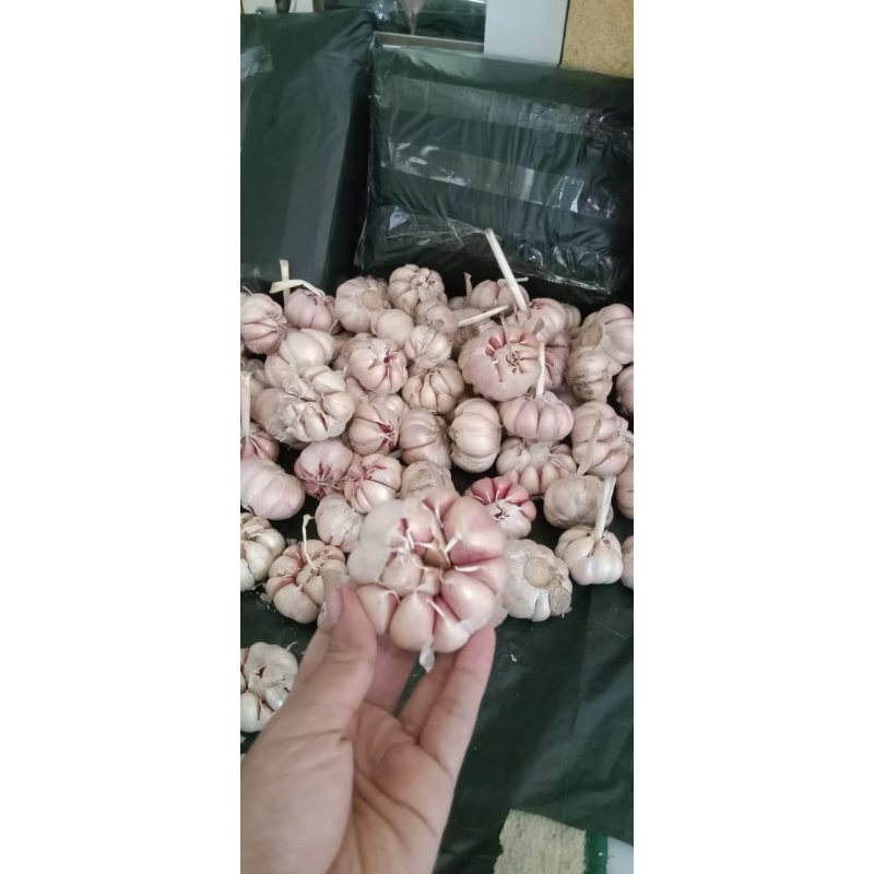 

BAWANG PUTIH HONAN 1 KG