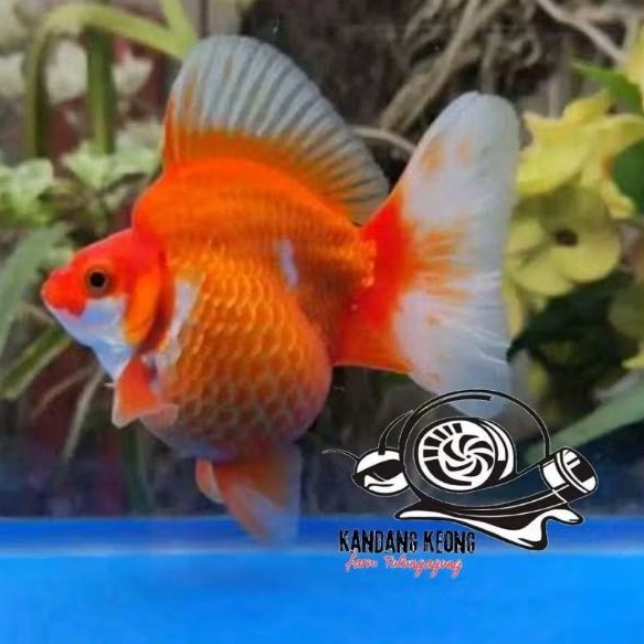 Makan pelet red white rw ryukin 7-8cm gumbrut gen tbteam kontes