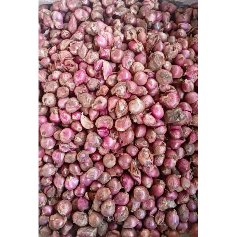 

Bawang Merah