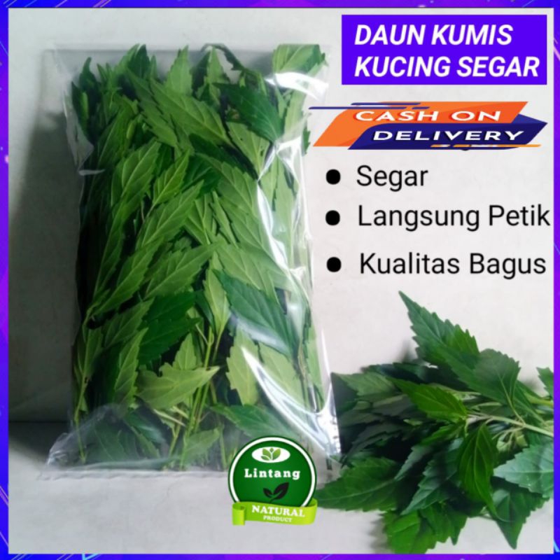 

Daun Kumis Kucing Segar 250 gr