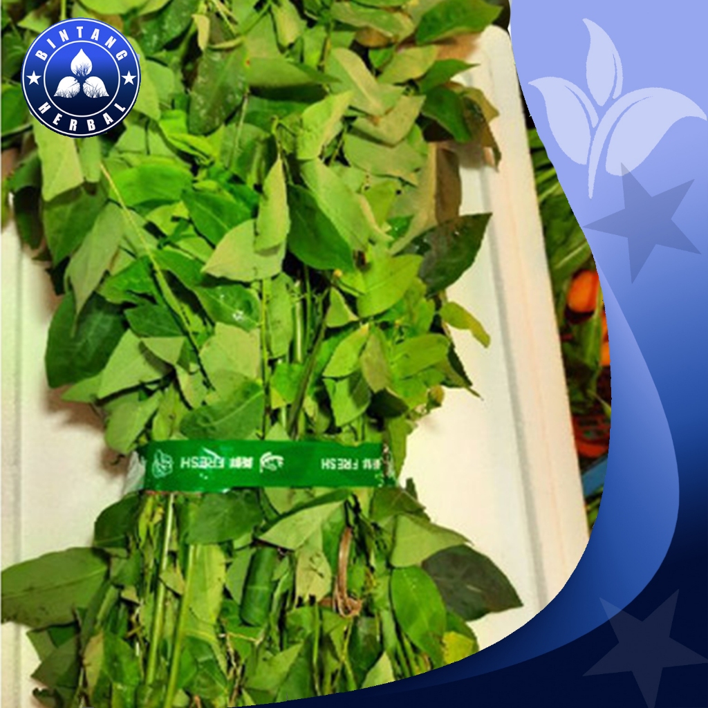 

JUAL DAUNKATUK SEGAR PENANBAH ASI \ 100 GRM - BINTANG HERBAL