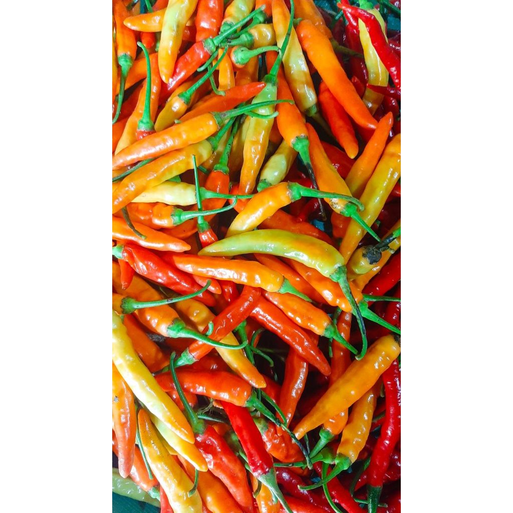 

Cabe Rawit Merah 200g/100g Segar Bumbu Dapur Bandung