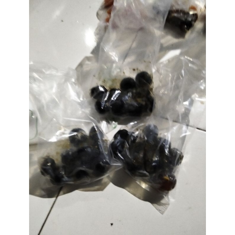 

gulali bebek full hitam