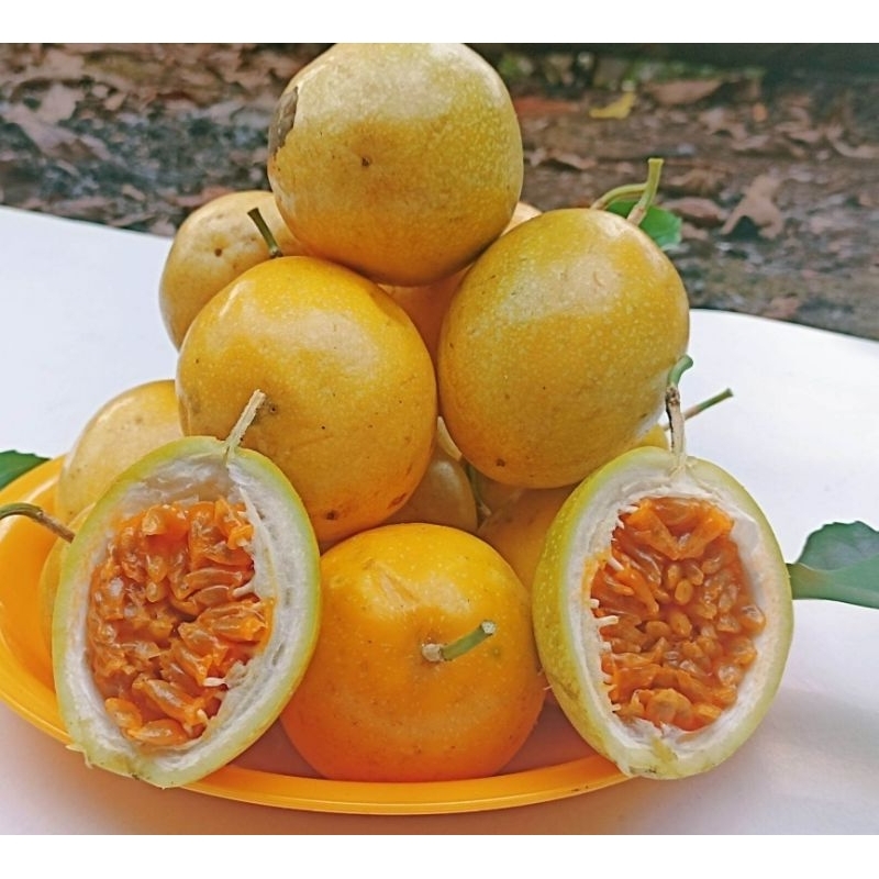 

Buah markisa kuning segar 500 gram petik langsung-az